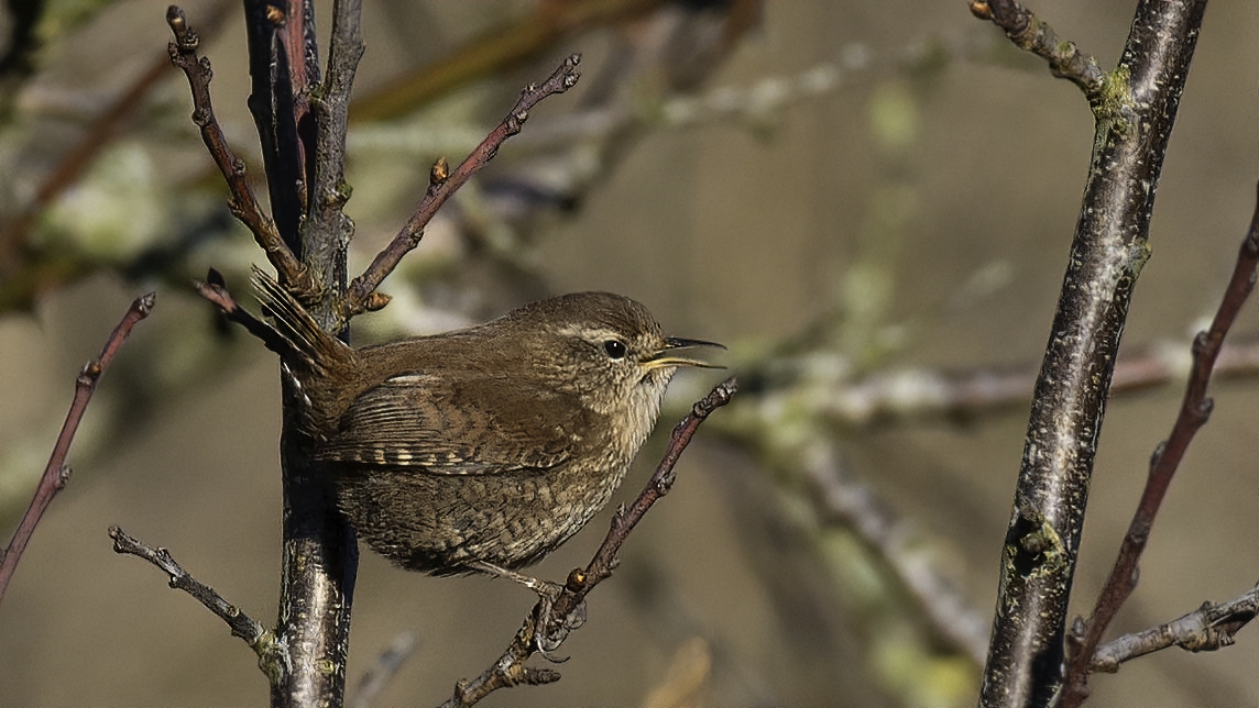 Gærdesmutte Title Image