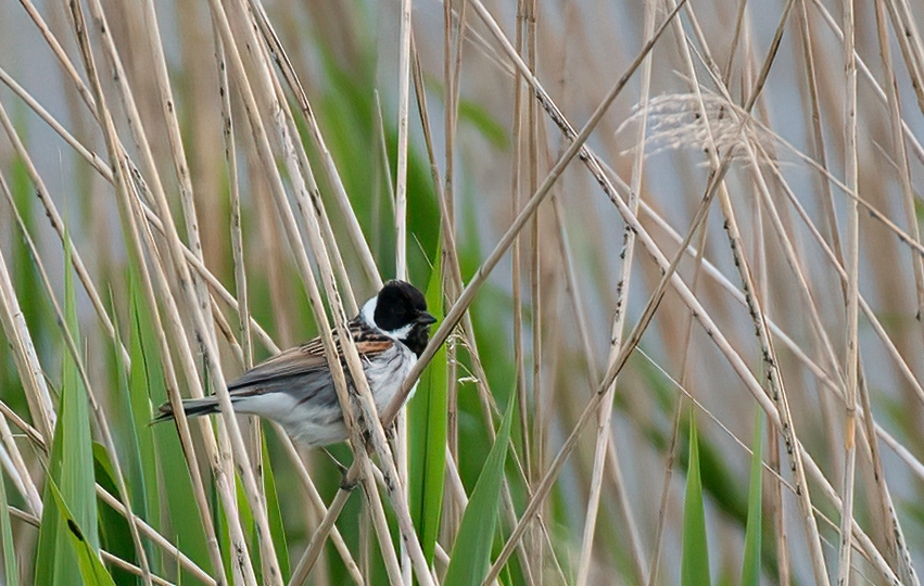 Rørspurv Title Image