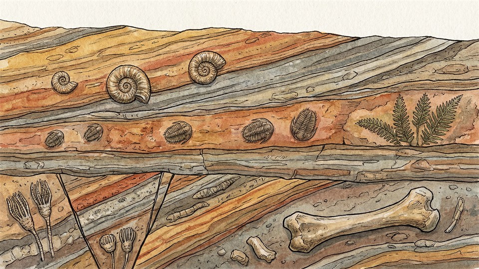Sedimentäre Gesteine mit sichtbaren Schichten und Fossilien